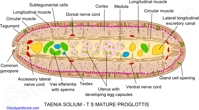 male and female reproductive system, taenia solium, mature proglottid, egg casules, common gonophore, ovary, ootype, vitelline glands, 